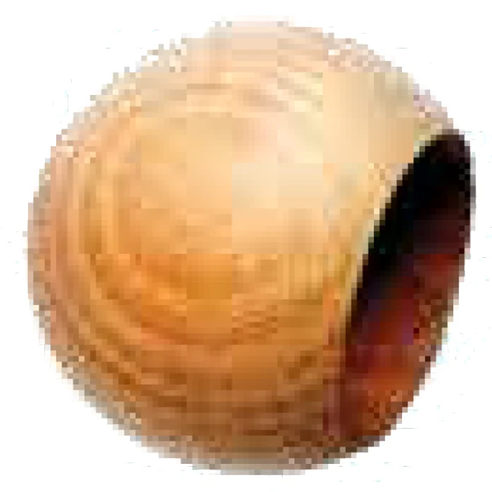Faggio non trattato
